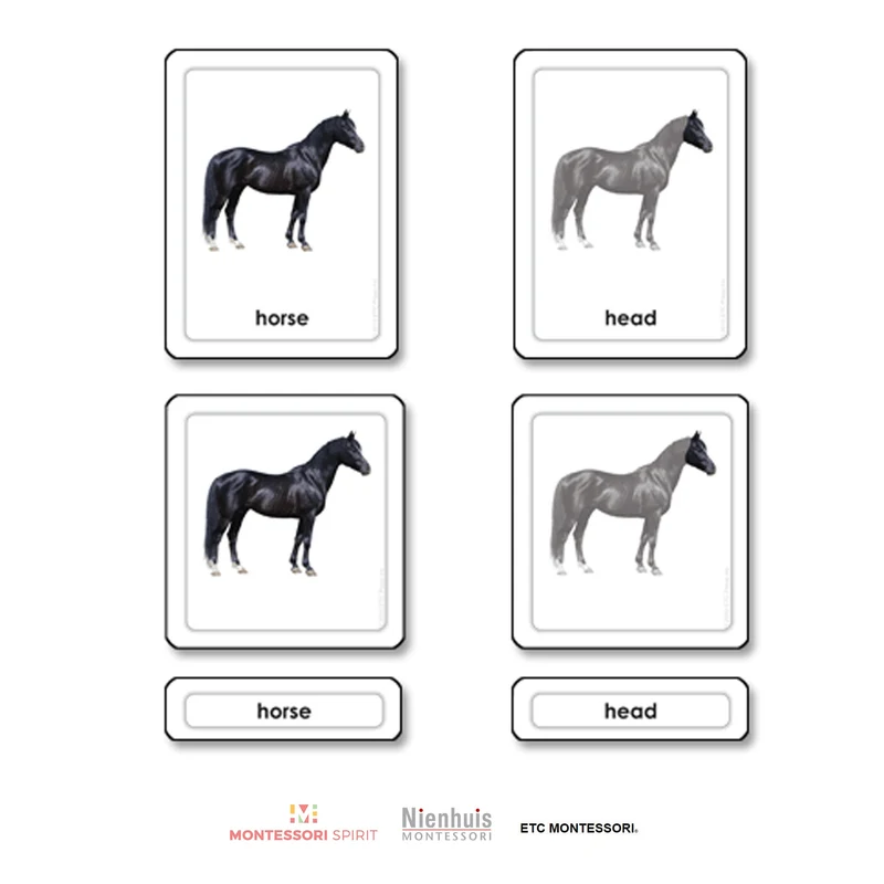 Parts of a Horse (Mammals)