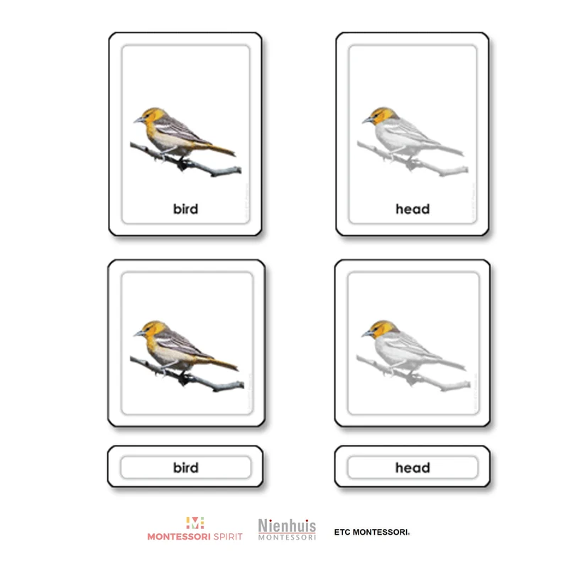 Parts of a Bird (Aves)