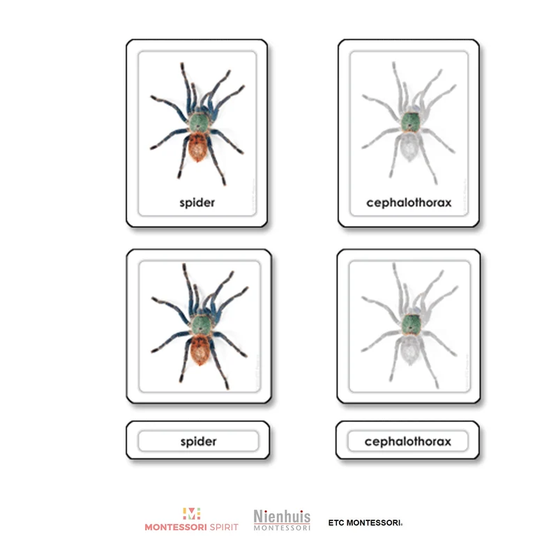 Parts of a Spider (Arachnid)