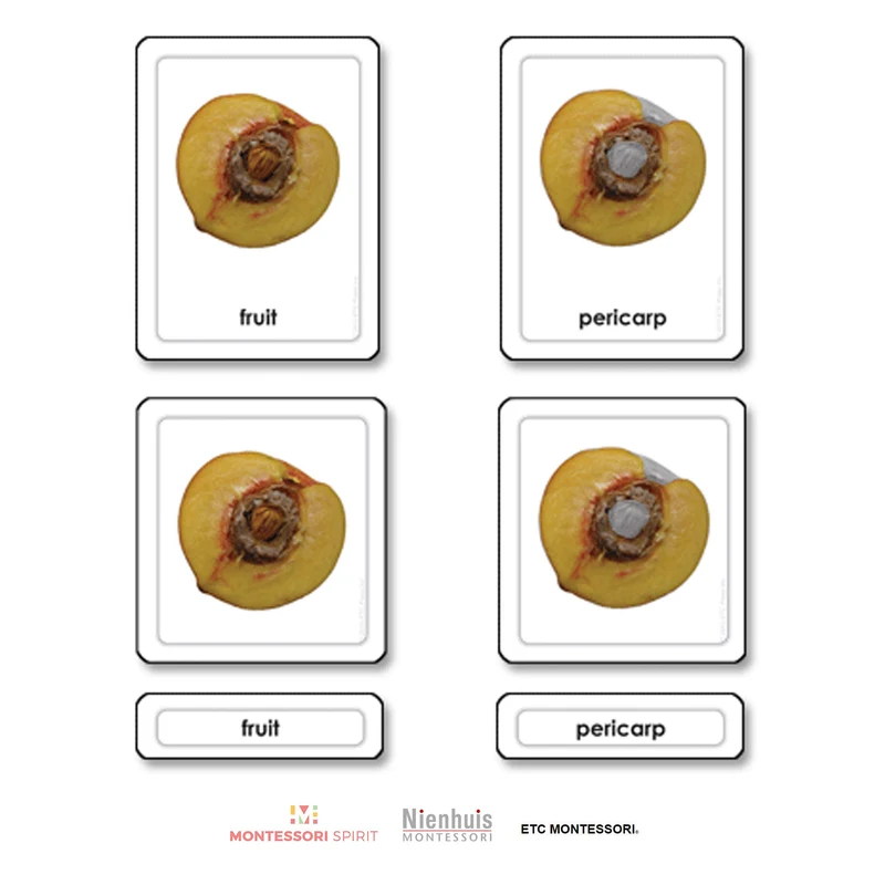 Parts of a Fruit