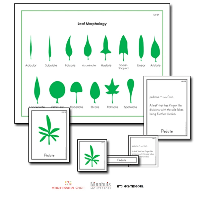 Leaf Morphology Nomenclature