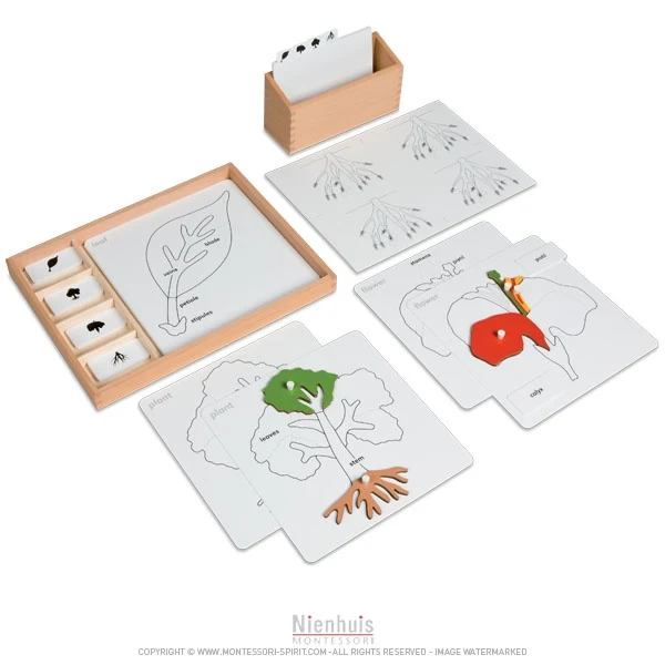 Exercices autour des puzzles de botanique en anglais