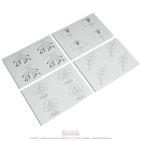 Modèles de dessin de botanique