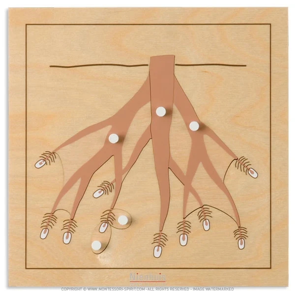 Puzzle de botanique : racines