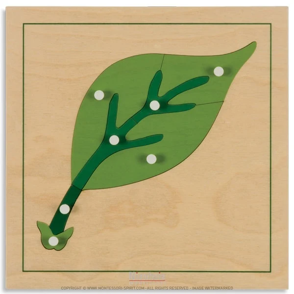 Puzzle de botanique : feuille