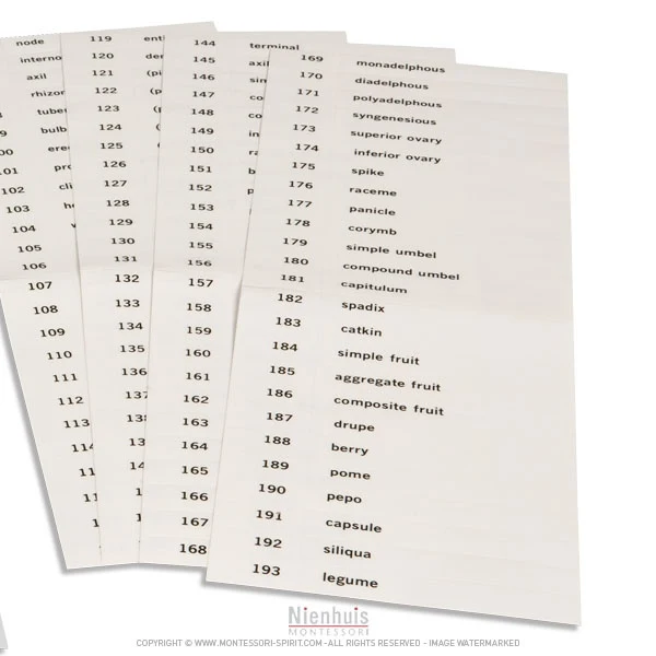 Etiquettes du troisième jeu de cartes de botanique en anglais