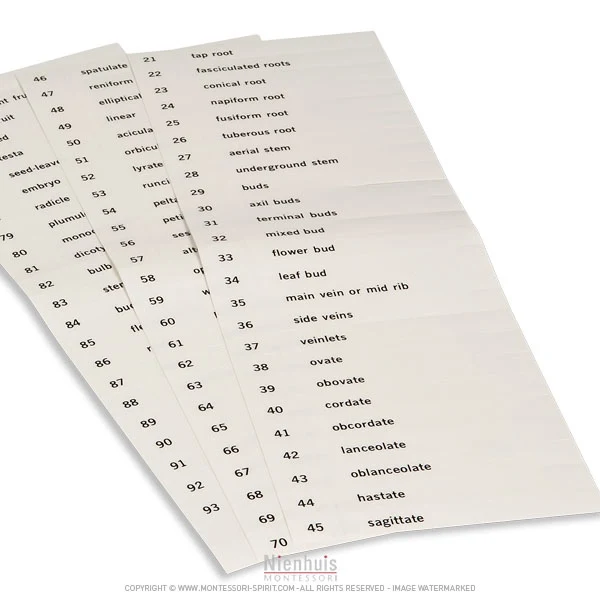 Etiquettes du deuxième jeu de cartes de botanique en anglais