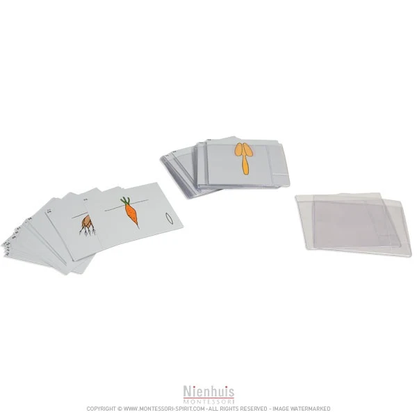 Deuxième jeu de cartes de botanique en anglais