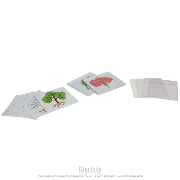 Premier jeu de cartes de botanique en anglais