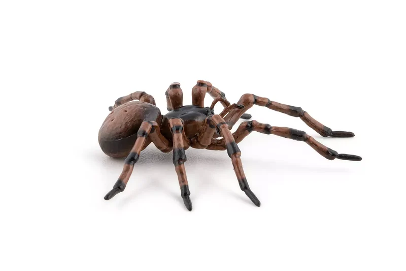Common Spider