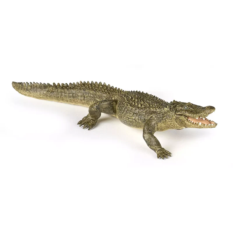 Alligator