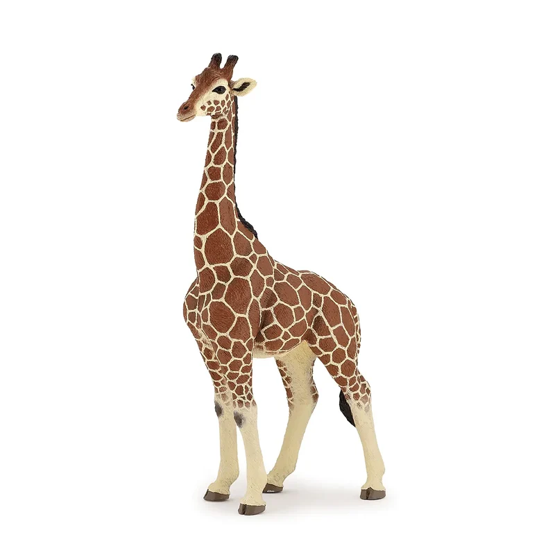 Giraffe male