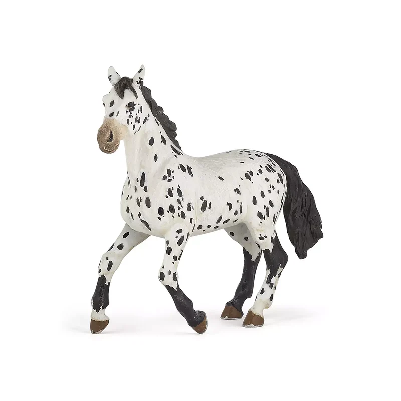Black Appaloosa Horse